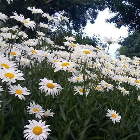 Granchalet Sul Cimone 212