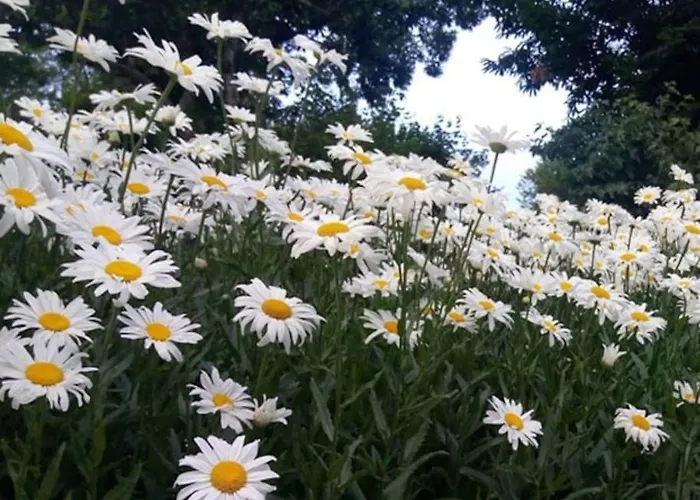 Granchalet Sul Cimone 212